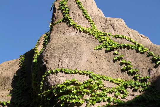 爬山虎 植物墙