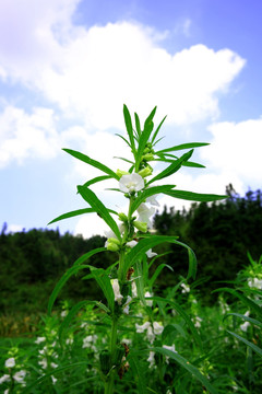 芝麻地