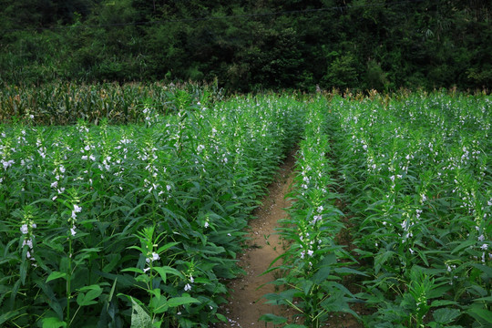 芝麻地