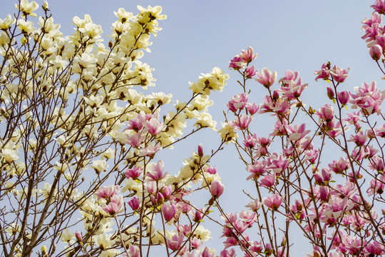 玉兰花