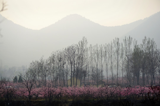 雾霾里的春天风景