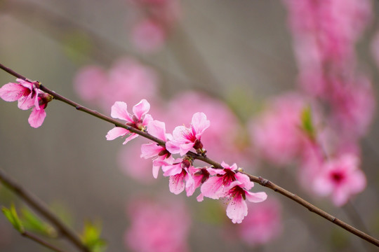 画意桃花 唯美花枝