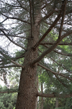 松树 树干