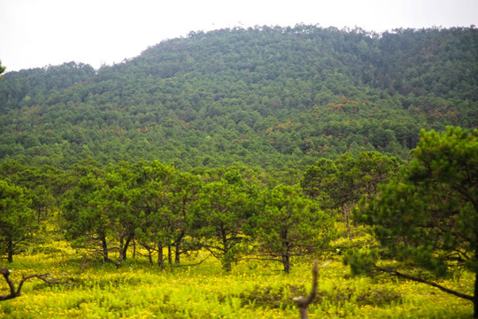 山区森林植被