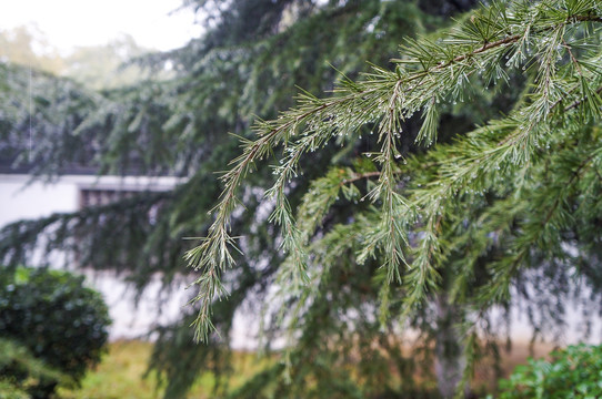 雨中的松枝