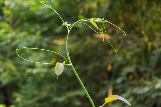 藤蔓嫩芽