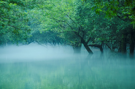 水雾中的树