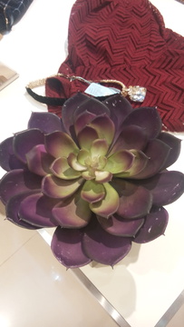 多肉花