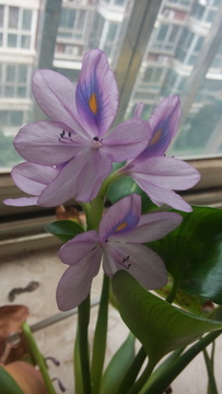 水莲花
