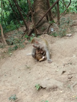 黔灵山猕猴