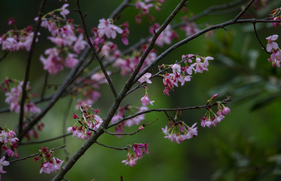 樱桃花