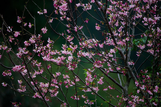 樱桃花