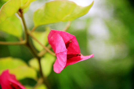 杜鹃花