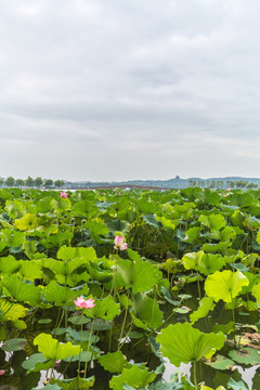 杭州西湖风光