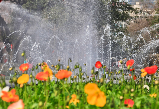 公园喷泉和花朵