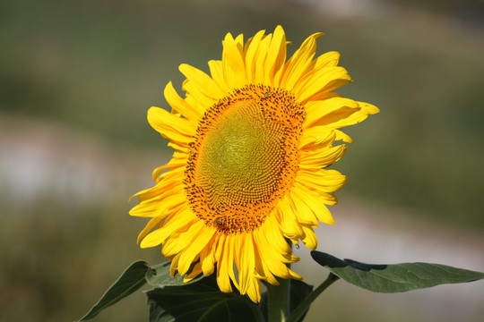 向日葵 葵花 向阳花