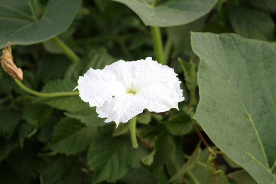 百花 鲜花 丝瓜花