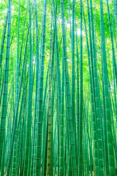 竹林 竹子