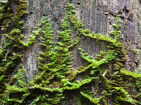 苔藓