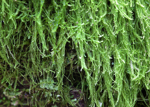 苔藓