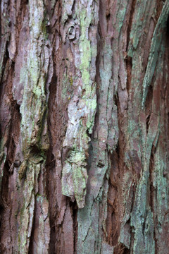 杉木树皮