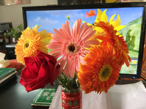 非洲菊