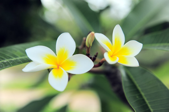 鸡蛋花