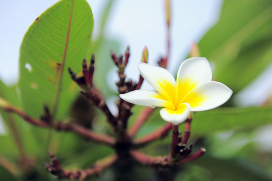 鸡蛋花