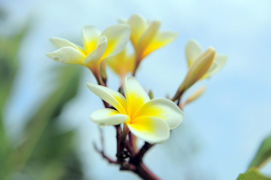 鸡蛋花