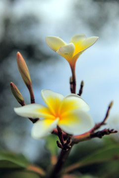 鸡蛋花