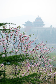 画意桃花 唯美花枝