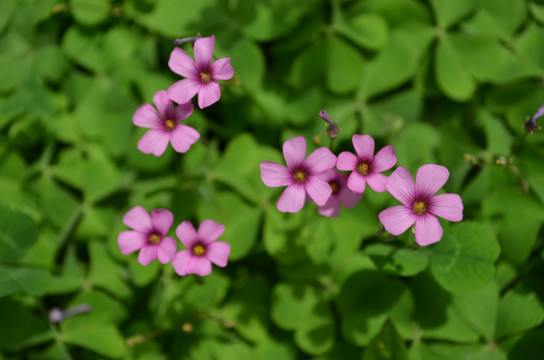 成片红色小花