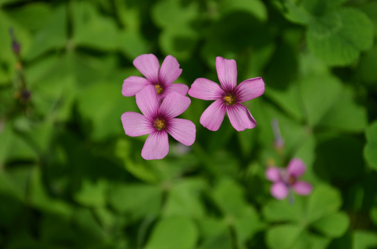 红色小花