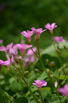 小红花