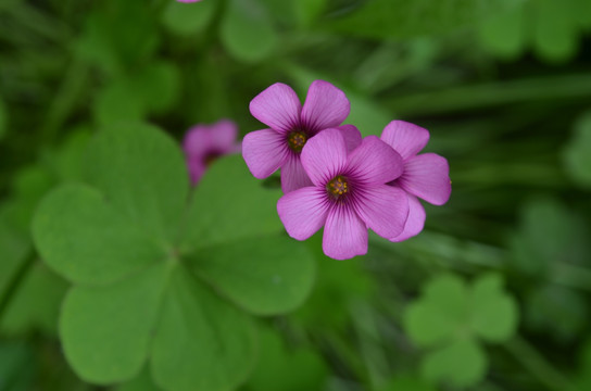 小红花