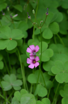 小红花