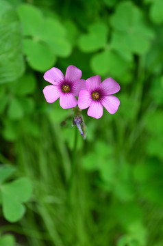 小红花