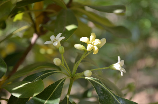 桂花