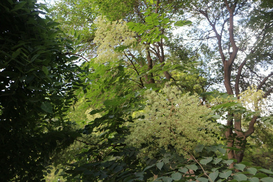 植物 花树