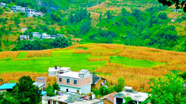 稻田 山地 人家