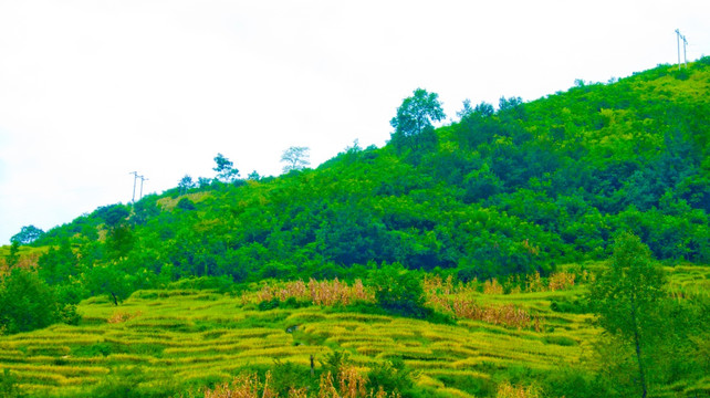 山地 梯田