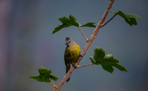黄绿鹎 小鸟