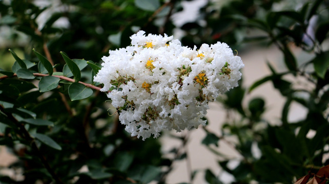 百日红开白花