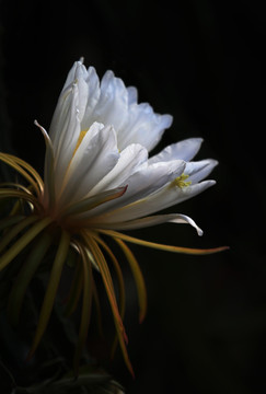 火龙果 花朵