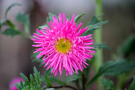 菊花 鲜花 花