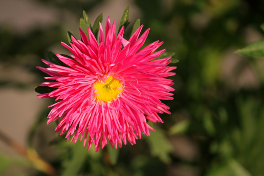 菊花 鲜花