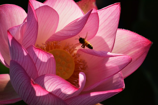 粉红荷花蜜蜂