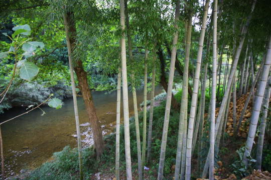 河边的竹林