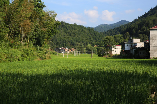 水稻 田野 村庄 竹林 白云
