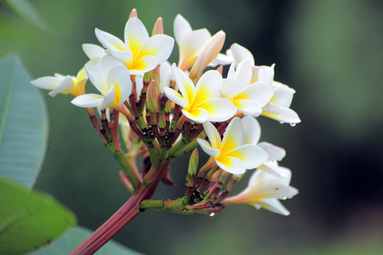 鸡蛋花